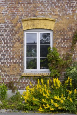 Pencere sarmaşık yaprakları ve sarı çiçeklerle çevrili.