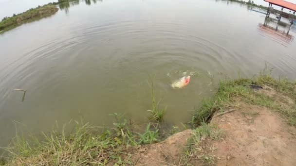 Fish Eat Bait Fisherman Big Pond — Stock Video