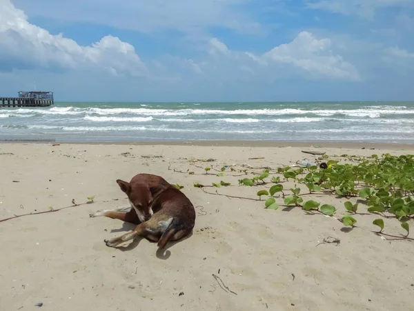 躺在海边的狗 — 图库照片