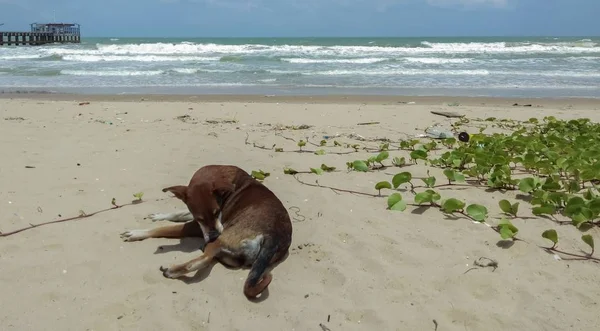 Cane Sdraiato Sul Mare — Foto Stock