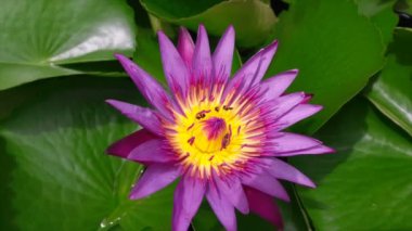 Fazla küçük arı mor lotus emmek.