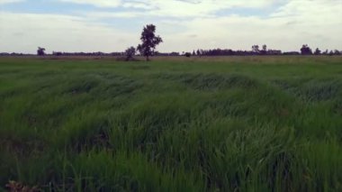 Güzel pirinç tarlaları pirinç yaprakları Rüzgar.