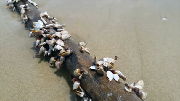 Havet Pilgrimsmussla Loggarna Havsstranden — Stockvideo