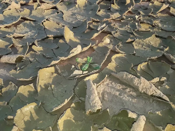 草と壊れて地上 — ストック写真