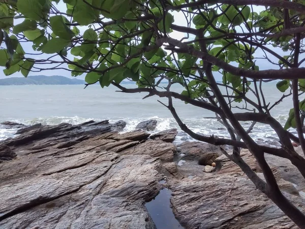 海のそばの木 — ストック写真