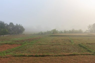 Pirinç tarlaları Tay kışın