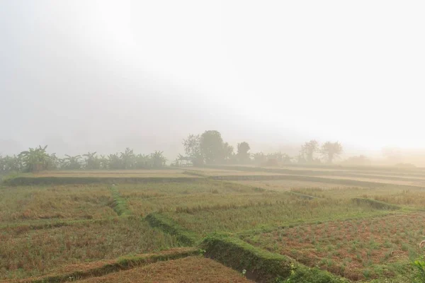 Reisfelder Thailändischen Winter — Stockfoto