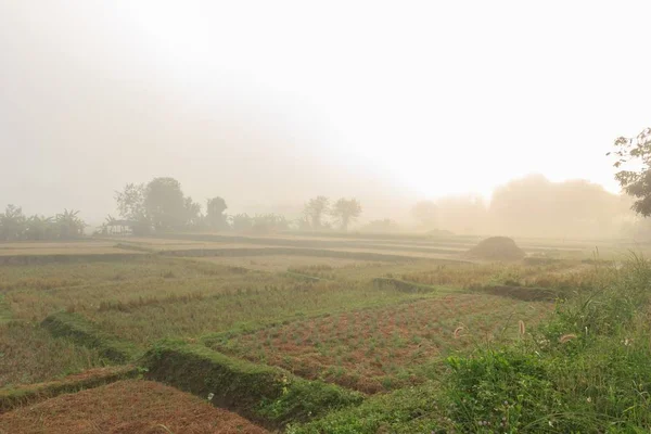 Rice Fields Thai Winter — Stock Photo, Image