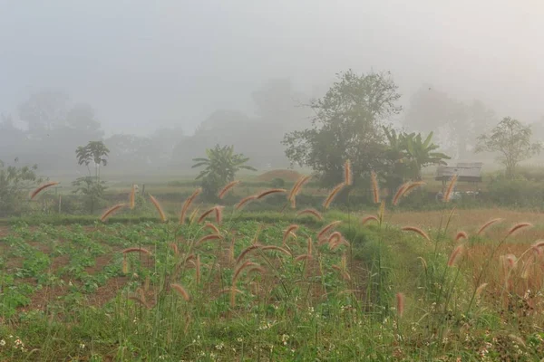 Grass Flowers Fields Winter Thailand — Stock Photo, Image