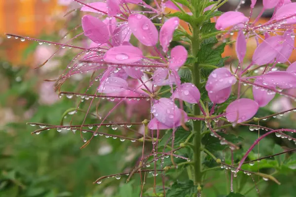 Gotas Água Flores Rosa — Fotografia de Stock