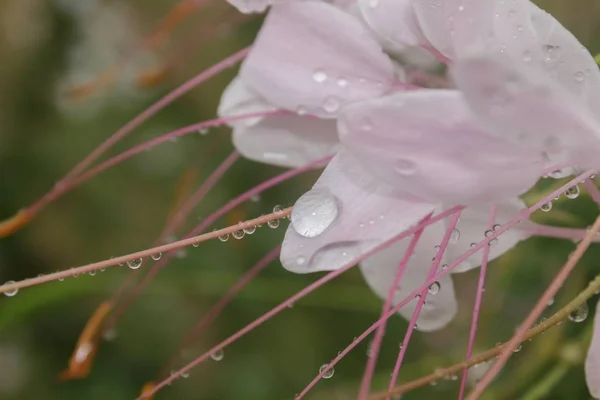 ピンクの花を水滴します — ストック写真