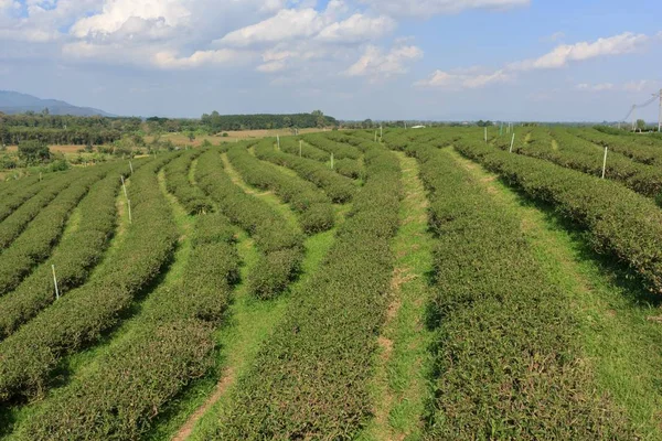 Krásné Čajové Plantáže Horách — Stock fotografie