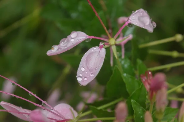 ピンクの花を水滴します — ストック写真