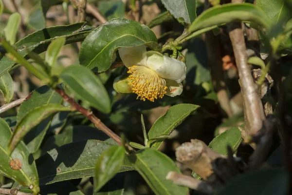 茶树的花 — 图库照片