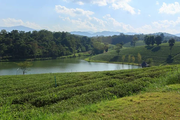 Gyönyörű Tea Ültetvény Hegyen — Stock Fotó