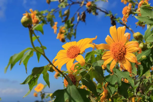Schöne Mexikanische Sonnenblume Auf Den Bergen Thailand — Stockfoto
