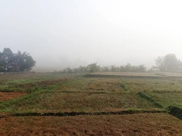 Campos Arroz Inverno Tailandês — Fotografia de Stock