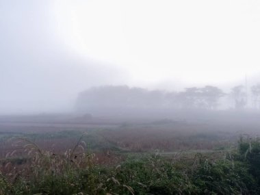 Pirinç tarlaları Tay kışın