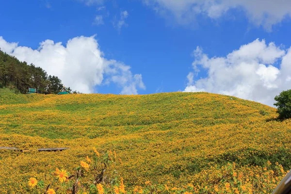 Belo Girassol Mexicano Nas Montanhas Tailândia — Fotografia de Stock