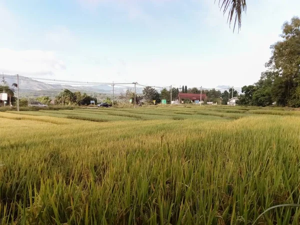 Prachtige Rijstvelden Het Thaise Platteland — Stockfoto