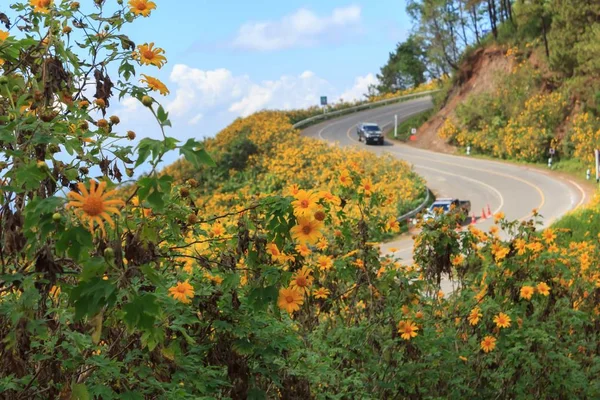 Bellissimo Girasole Messicano Sulle Montagne Thailandia — Foto Stock