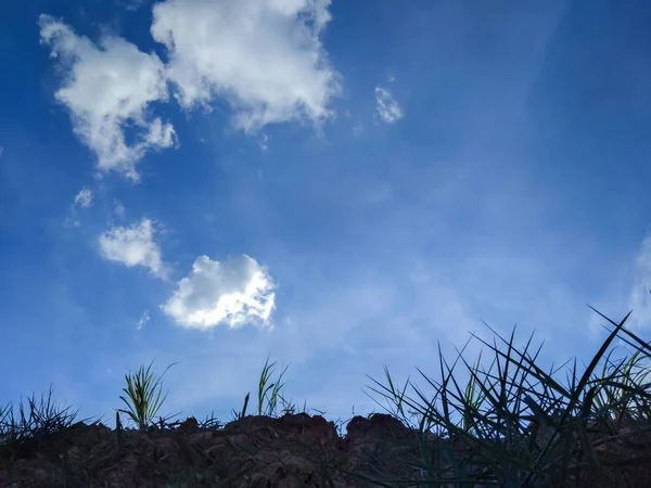 Himlen Och Träden Den Låga Vinkeln — Stockfoto