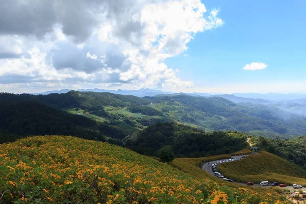 Hermoso Girasol Mexicano Las Montañas Tailandia —  Fotos de Stock