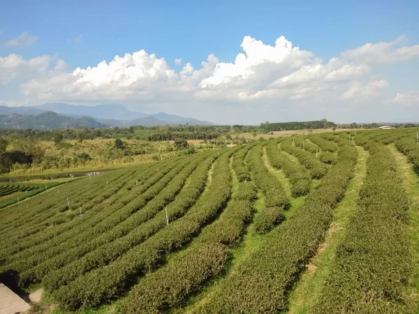 Hermosa Plantación Montaña —  Fotos de Stock