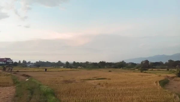 泰国乡村的水稻梯田 — 图库照片