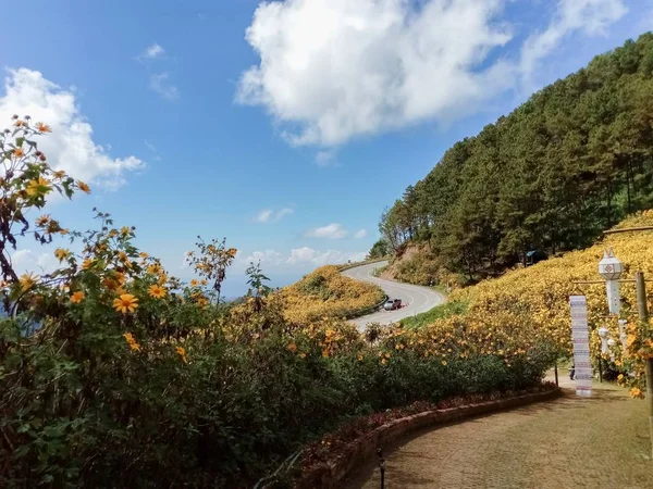 Hermoso Girasol Mexicano Las Montañas Tailandia —  Fotos de Stock