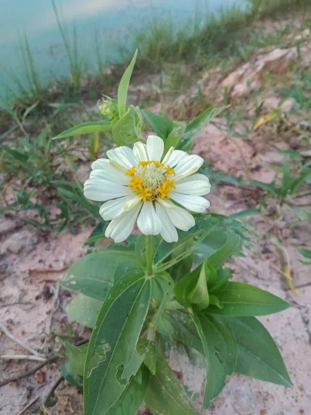 庭の白い花 — ストック写真