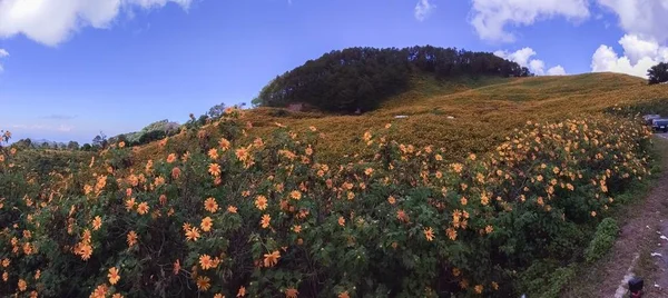 Beautiful Mexican Sunflower Mountains Thailand — Stock Photo, Image