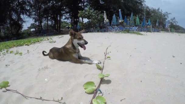 ビーチで寝てる犬 — ストック動画