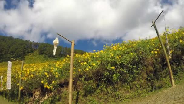 티토니아 다이버시폴리아 그레이 언덕에 — 비디오
