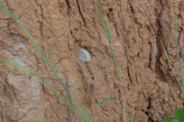 土の中の化石の殻 — ストック写真