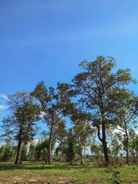 Grande Árvore Céu — Fotografia de Stock