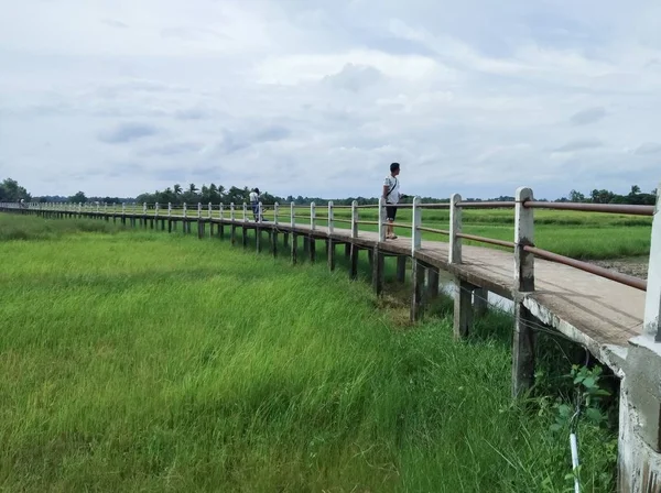 Concrete Bridge Rice Field — Stock Photo, Image