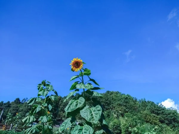 Ayçiçeği Güzel Bir Gökyüzü — Stok fotoğraf