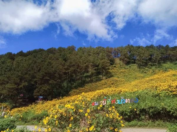 Prachtige Mexicaanse Zonnebloem Bergen Thailand — Stockfoto