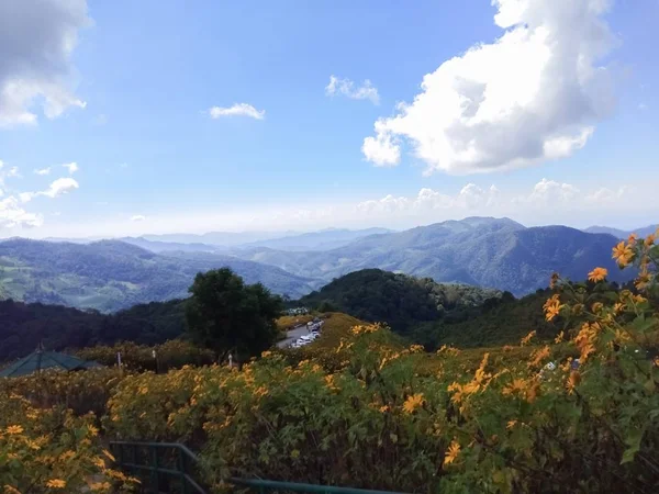 Schöne Mexikanische Sonnenblume Auf Den Bergen Thailand — Stockfoto