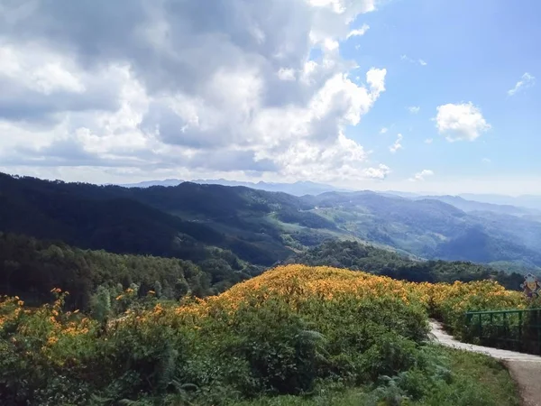 Hermoso Girasol Mexicano Las Montañas Tailandia — Foto de Stock