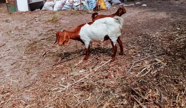 Muitas Cabras Fazenda — Fotografia de Stock