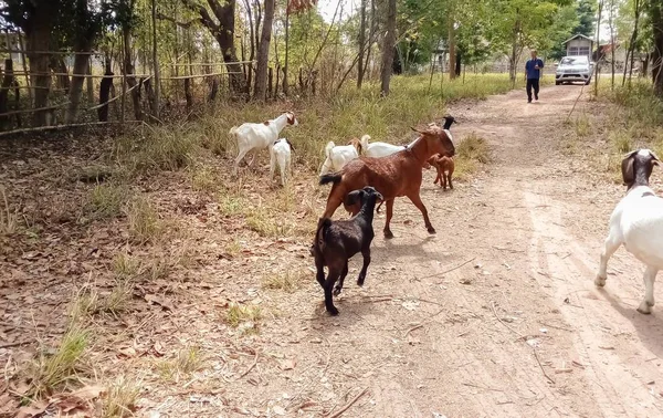 Many Goats Farm — Stock Photo, Image