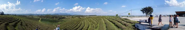 Schöne Teeplantage Auf Dem Berg — Stockfoto