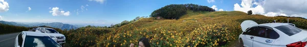 Hermoso Girasol Mexicano Las Montañas Tailandia —  Fotos de Stock