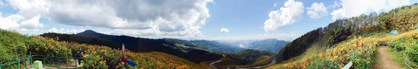 Красивый Мексиканский Подсолнух Горах Таиланда — стоковое фото