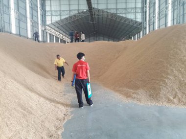 Mahaarakham/Tayland-27 Temmuz 2019:Tayland hükümetinden yetkililer özel pirinç fabrikalarındaki pirinç miktarını inceledi.
