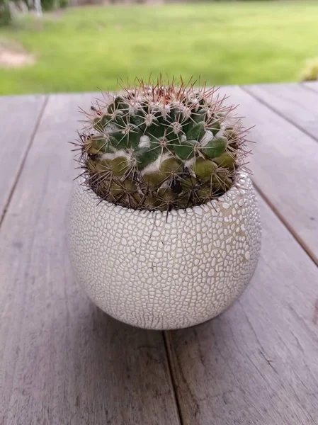Liten Kaktus Krukan — Stockfoto