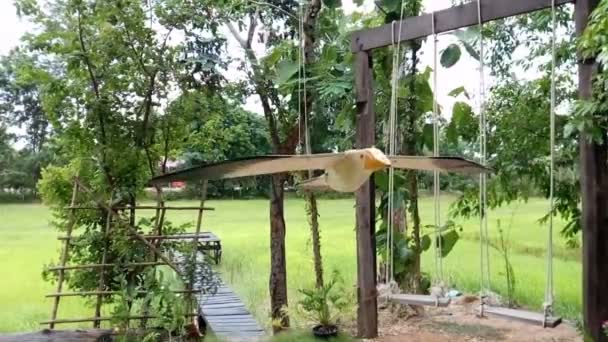 Oiseau Bois Battant Des Ailes — Video