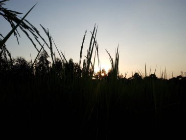 Akşamları pirinç ve gökyüzü